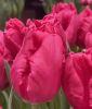 Papagei-Tulpe Marvel Parrot