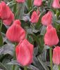 Tulipa greigii Oratorio
