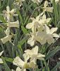 Narcissus "Ice Baby" - Miniatur-Trompeten-Narzisse
