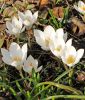 Wildkrokus Crocus tommasinianus "Barrs White" - Wei�er Elfen-Krokus