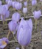 Crocus kotschyanus (Ring-Herbstkrokus)