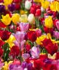 Triumph-Tulpe Prachtmischung