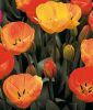 Darwin-Hybrid-Tulpe Beauty of Apeldoorn
