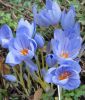 Crocus pulchellus - Rosen-Herbstkrokus
