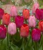 Darwin-Hybrid-Tulpe van Eijk Prachtmischung