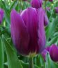 Einfachblhende spte Tulpe Bleu Aimable
