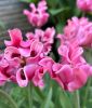 Coronet-Tulpe Picture