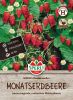 Erdbeere "SPERLI